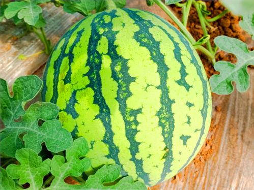 在网上吃瓜,揭秘虚拟世界中的围观文化